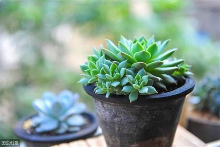 芸豆结荚期施什么肥