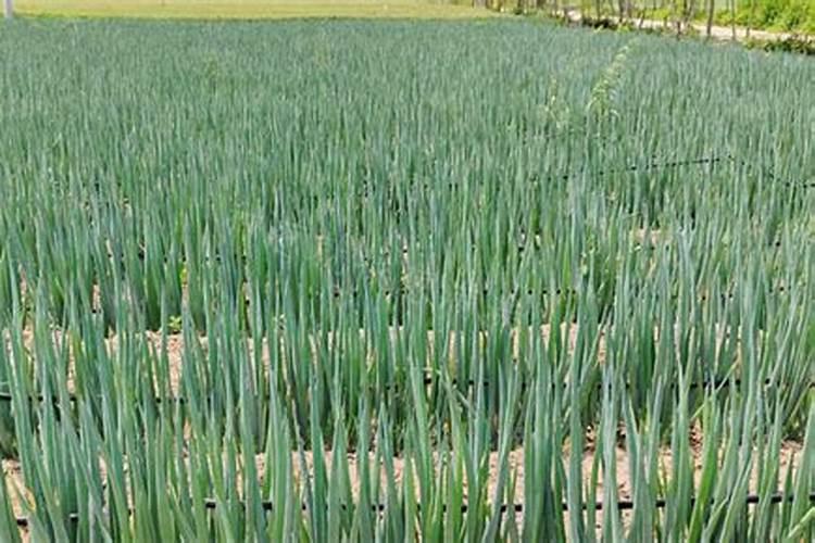 九叶青花椒种植技术是什么？有谁清楚？