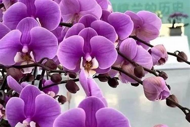 黄豆水泡几天可以浇花  黄豆煮熟放土里做花肥