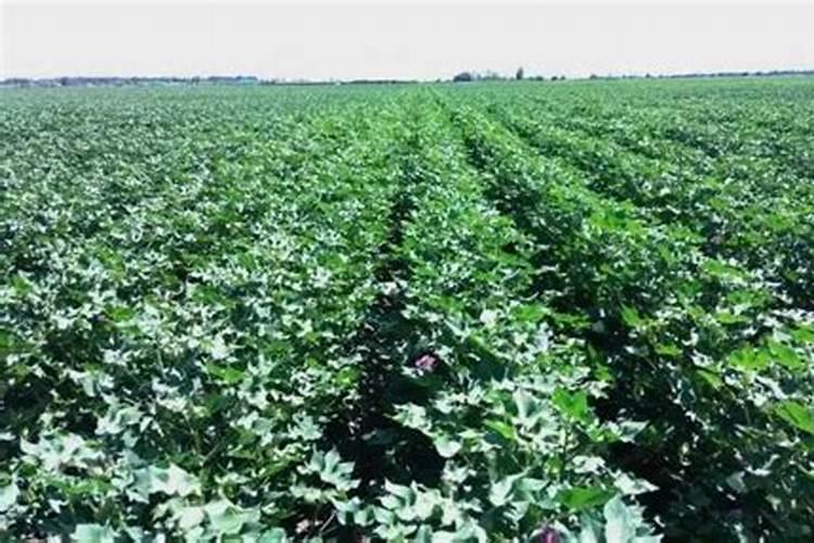 棉花的种植方法