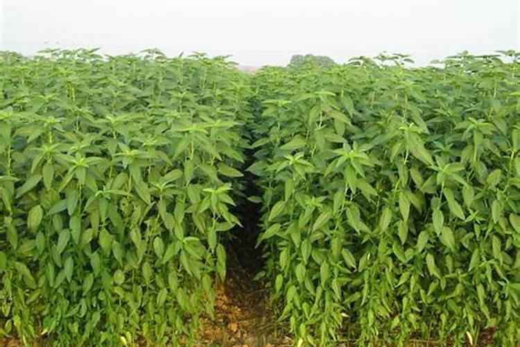 高效氯氟含氰菊酯含磷吗