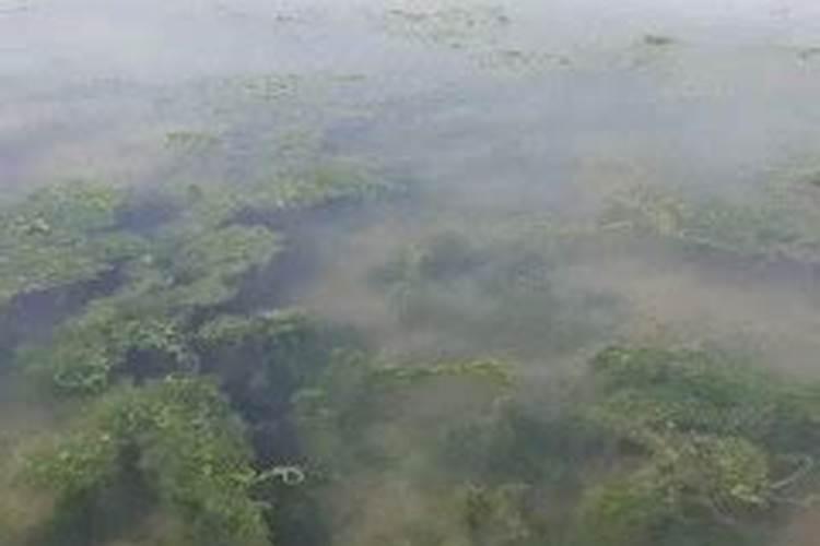 水产养殖蓝藻处理方法