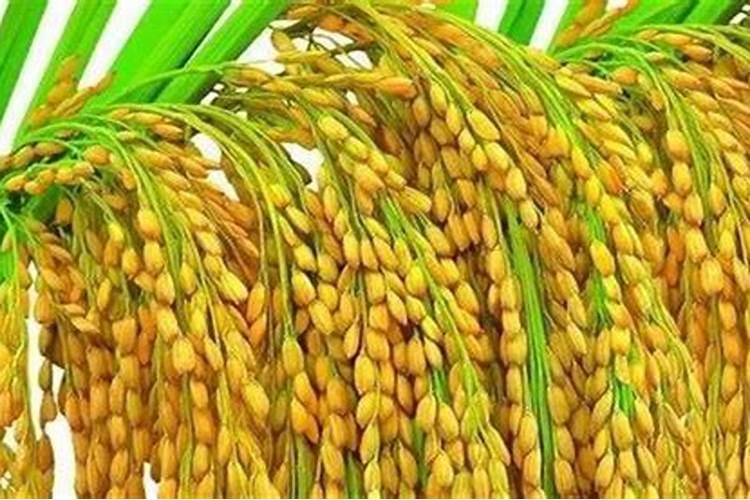 氮肥过多对水稻有什么危害 后期施的氮肥过多怎么处理