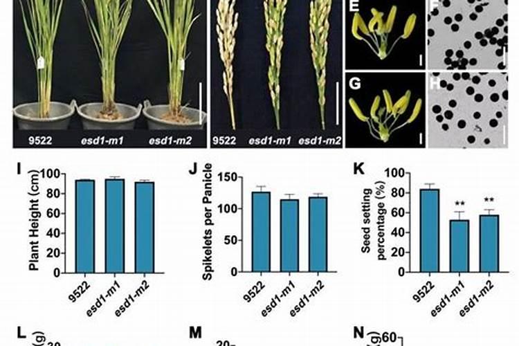 氮肥过多对水稻有什么危害 后期施的氮肥过多怎么处理