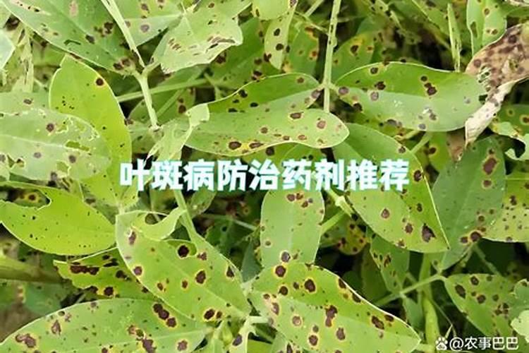 已经有花苞的茶花要不要施肥