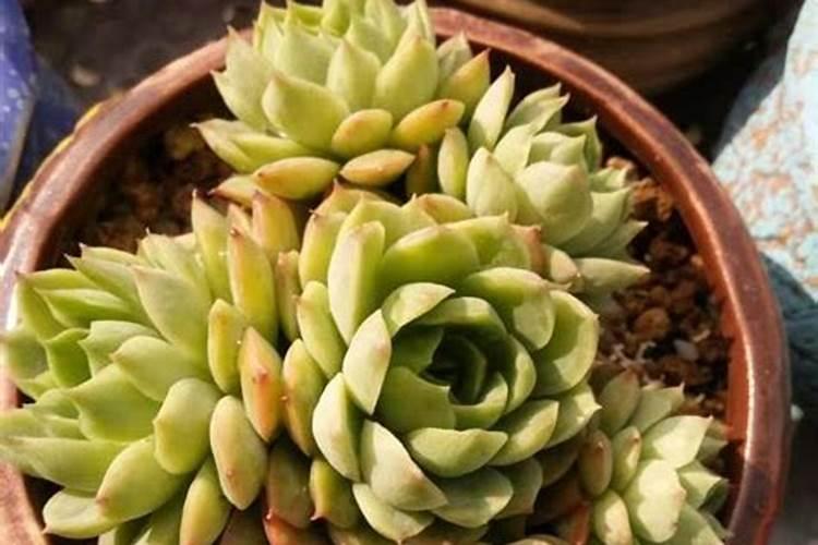 玉米授粉期可以打药吗