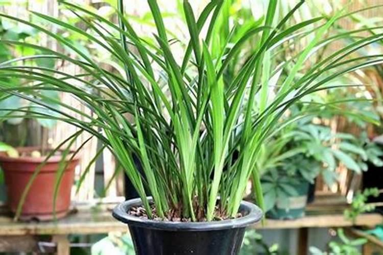 兰花上盆用什么药消毒