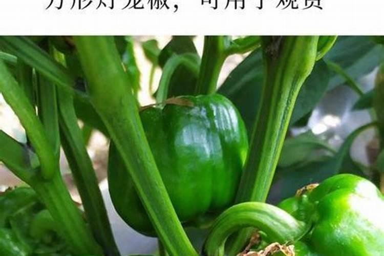 辣椒喷什么叶面肥结果多