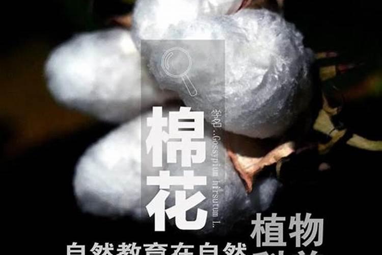 棉花后期喷什么叶面肥