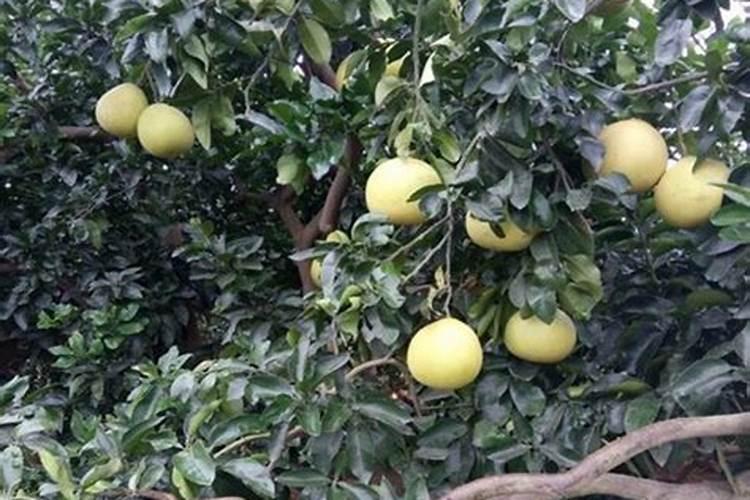 柚子树施什么肥料最好