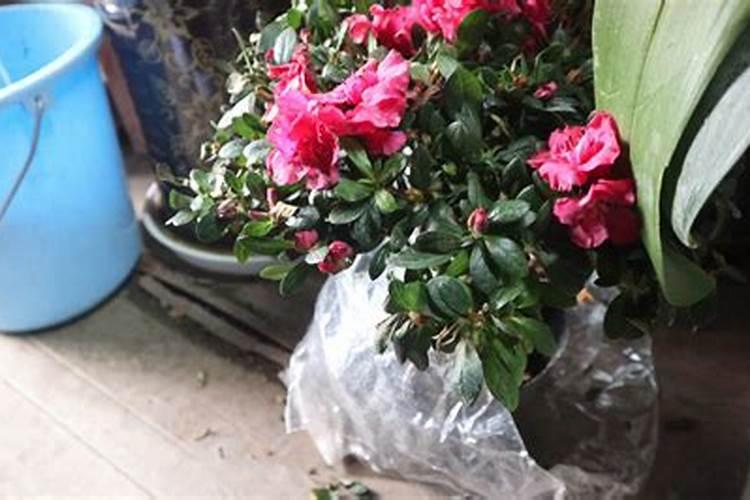 花生用什么叶面肥好