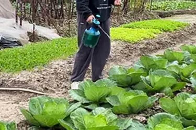 马铃薯在生长期间需要冲肥吗,什么时候冲,冲什么样的肥料。