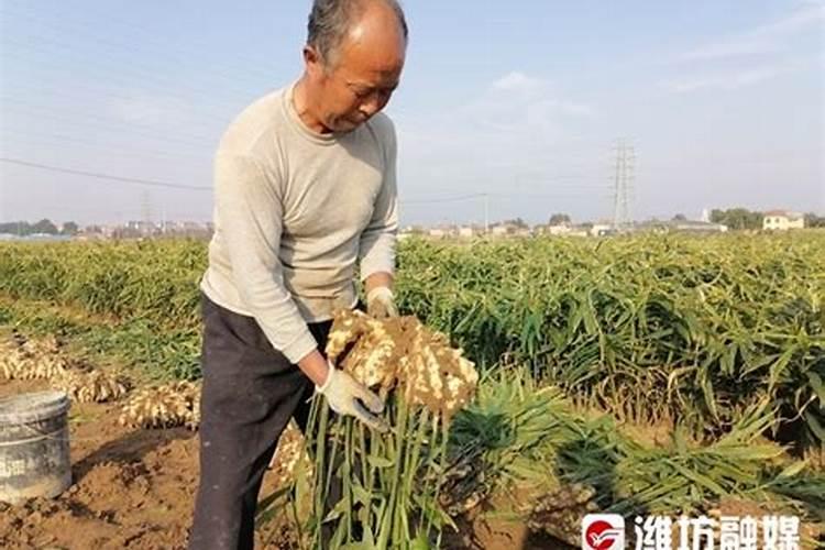 月季叶子不展起扭曲怎么回事(叶子长出来不舒展补救技巧)