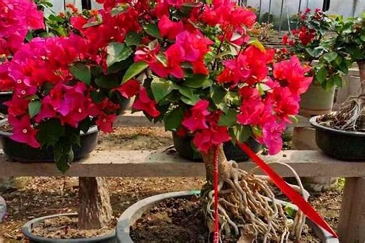 芸乐收和芸苔素一样吗 还可以和农药一起使用