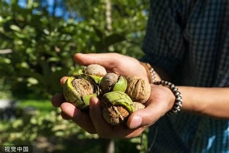 核桃树施肥方法与时间,核桃施肥注意事项