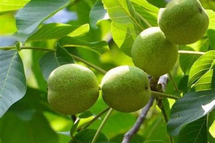 核桃树水肥管理,幼苗期间大量浇水追施肥料