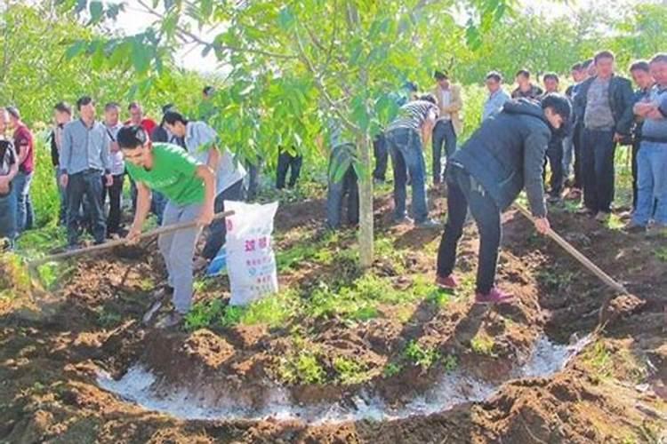 核桃树几月份浇水