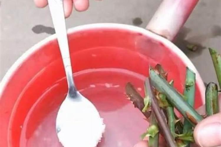 太阳花扦插需加肥料吗