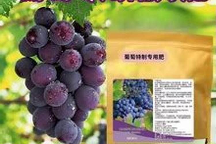 茉莉花土里长虫子怎么办