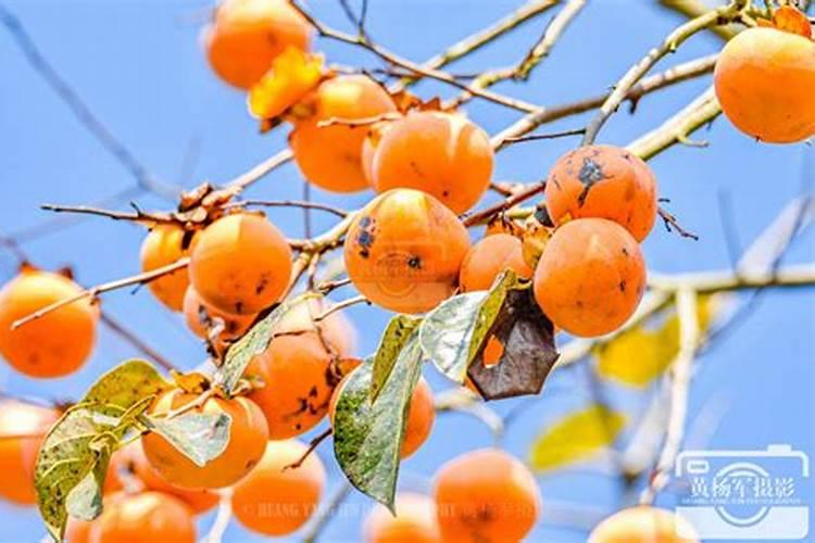 柿子树什么时候喷施钙镁硼锌铁叶面肥？