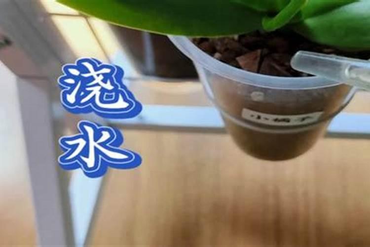 蝴蝶兰换盆后怎么施肥