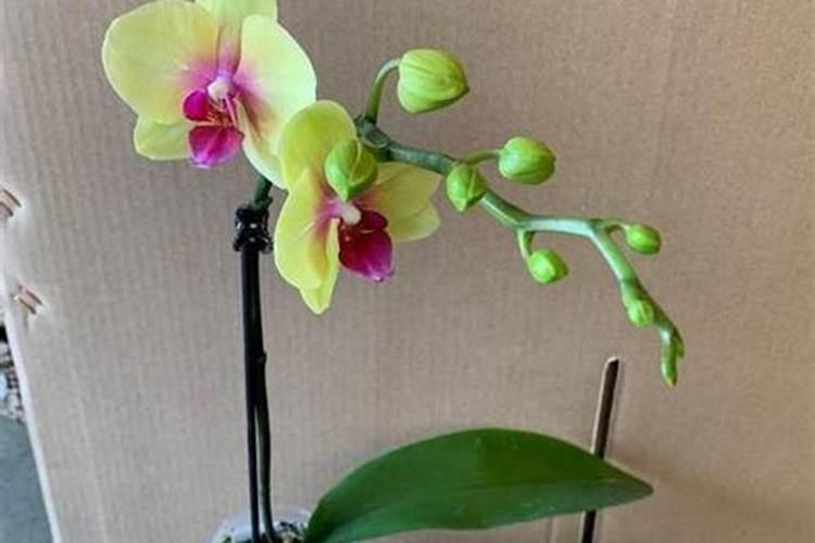 蝴蝶兰换盆时间和方法,蝴蝶兰换盆后怎么浇水