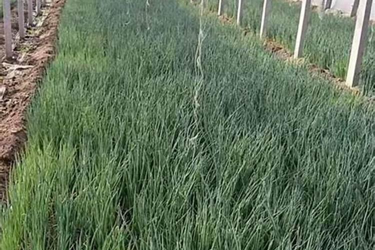 金盏花种子什么时候播种？