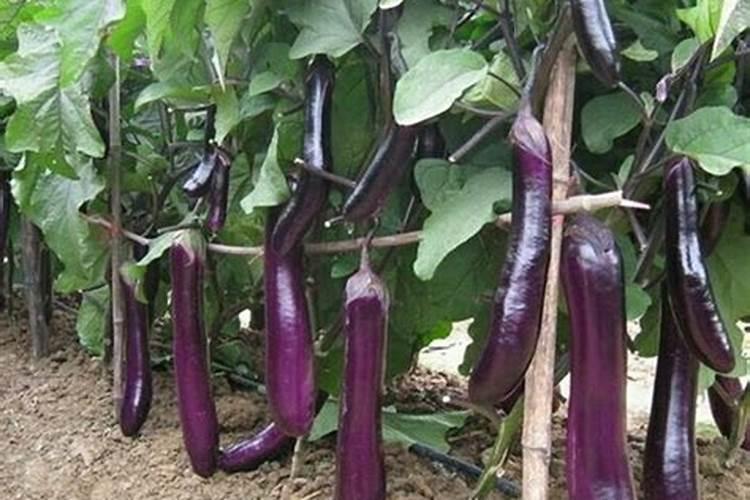 茄子施什么肥最好