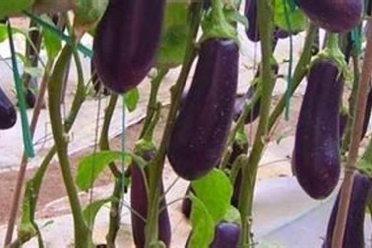 茄子最好的肥料是什么？