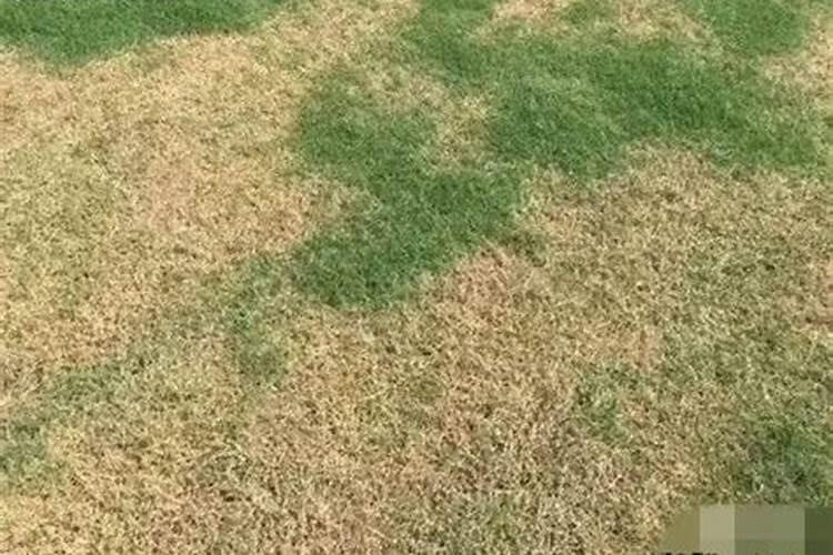 草坪为什么叶子发黄