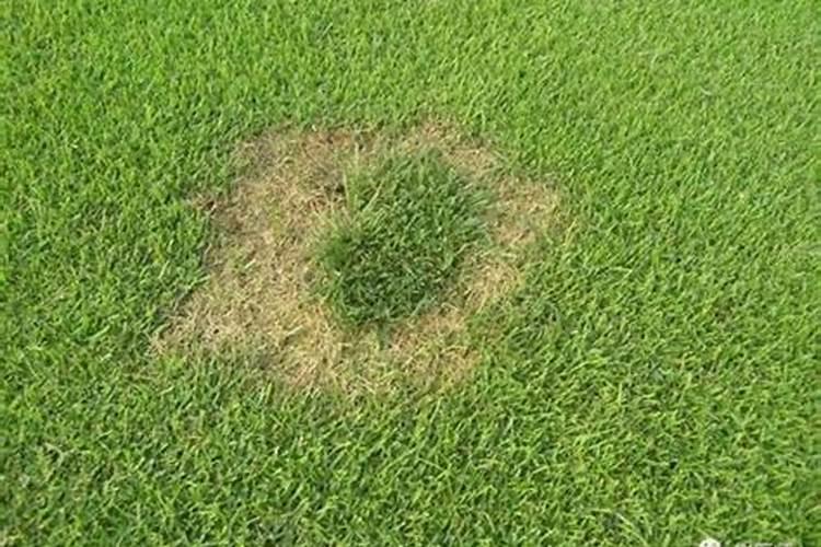 草坪为什么叶子发黄