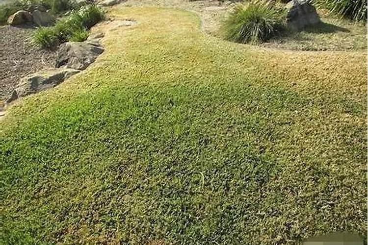 草坪为什么叶子发黄