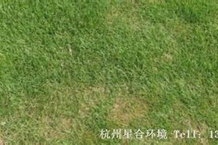 黄草坪施什肥料好