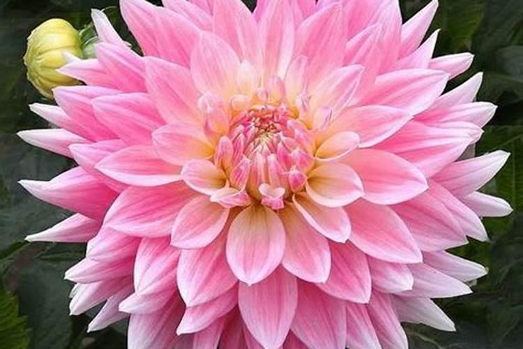 新藕田第一次施肥能否施硫酸钾复合肥？