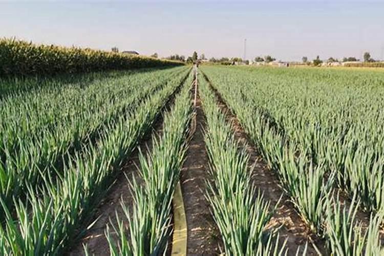 莲藕的用肥方法