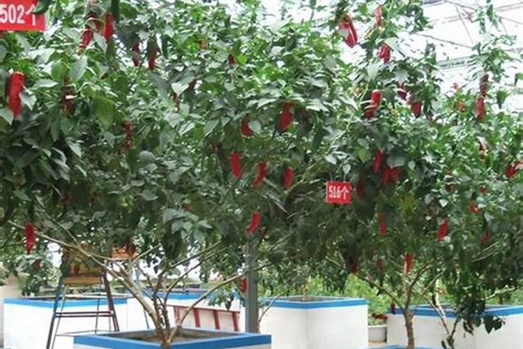 辣椒幼树用什么冲施肥好,现在刚开花