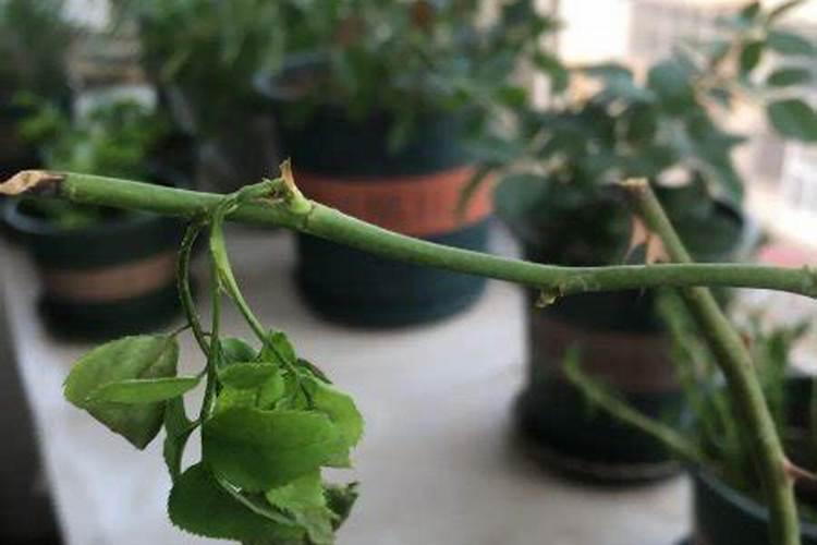 花开富贵怎么水养才旺盛 花开富贵如何水养才旺盛