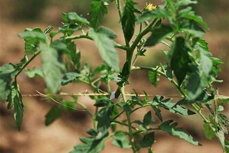 竹子施什么肥最好