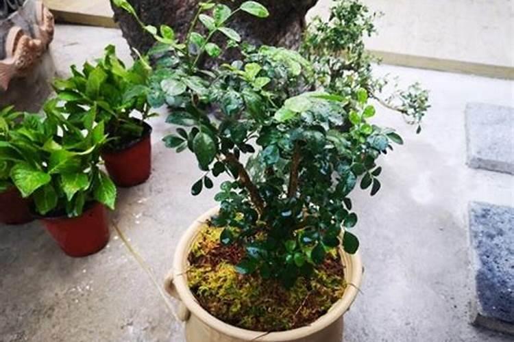 油菜苔肥什么时候施好