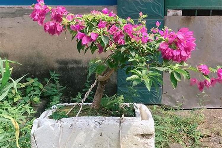 爱隆的氨基酸水溶肥效果真的那么好吗？有没有用过的说下