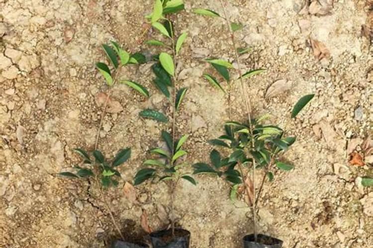 马蹄种植需要什么肥料