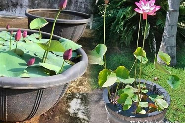 茶花一年四季施肥技巧