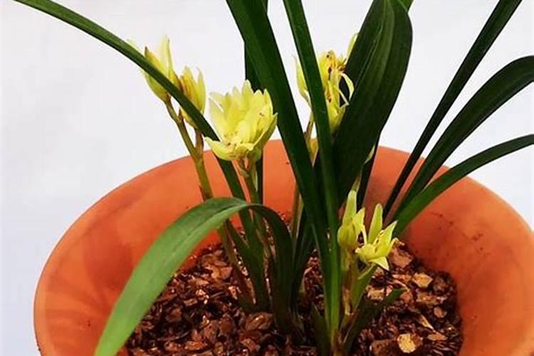 这是什么兰花品种？