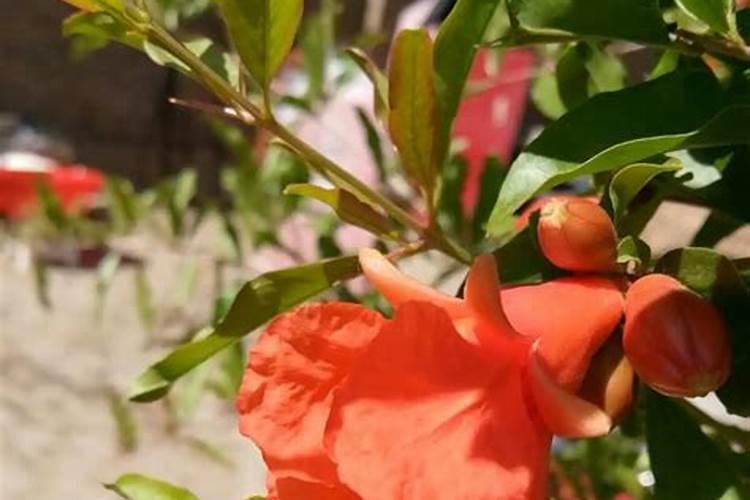 石榴树花苞期可以治虫吗