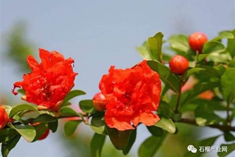 树叶怎么快速发酵腐熟