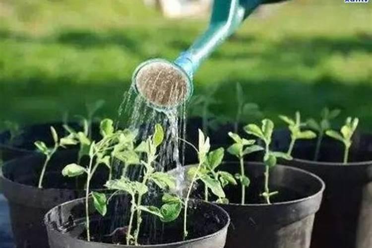 植物能用三七粉做花肥吗