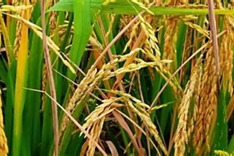 玉米大啦叭口期喷尿素水三十斤水需多少克尿素