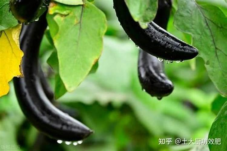 叶面肥标签的颜色是什么色