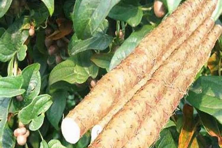 山药追肥管理 山药怎么施肥好