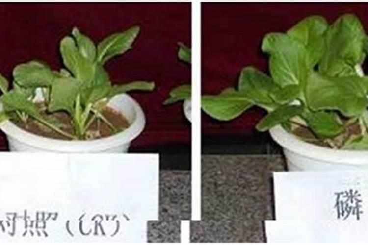 含有氮磷钾的螯合复合肥能种玉米吗